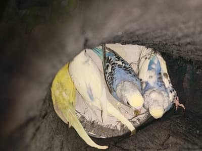 4 australlian parrots  Home breed