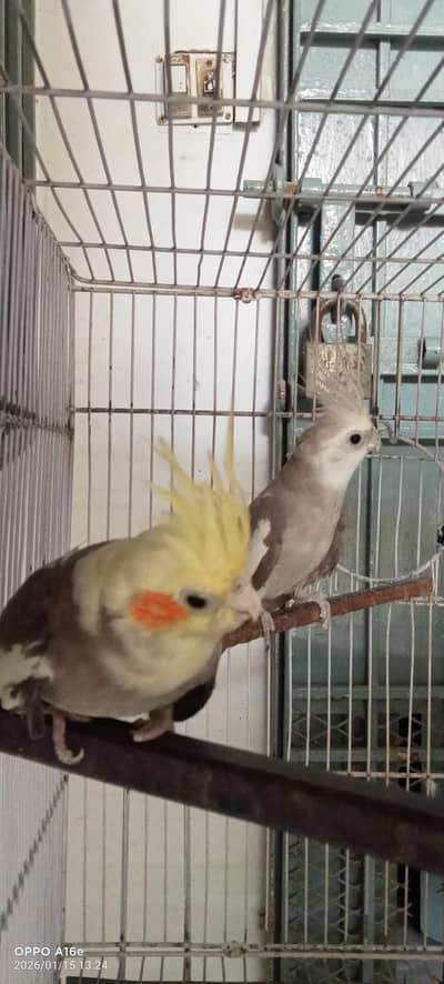 whited face aur cream pied cocktail