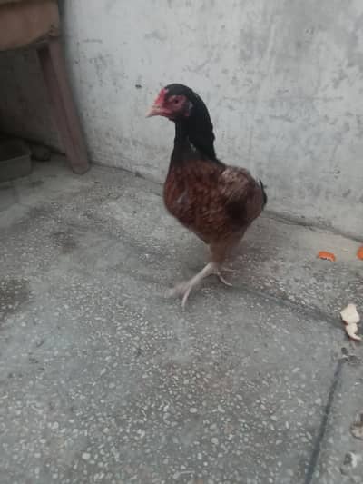 Hens kohe problem ni ha take ha