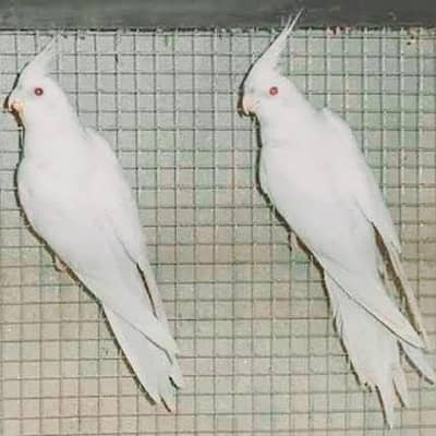 eno cocktail breeder birds nesting Budgies Cockatiel Breeding Nest