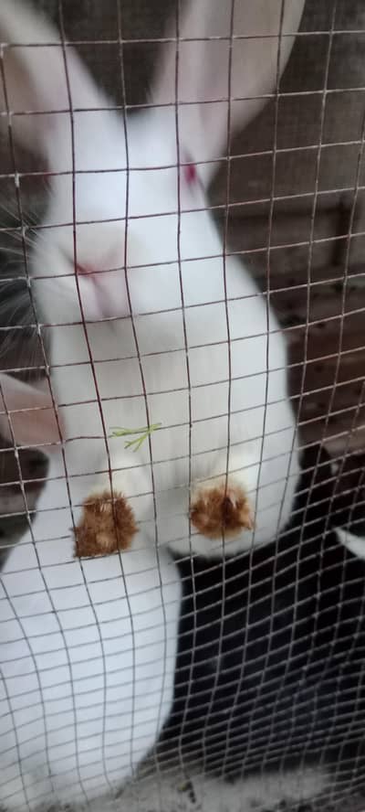 male or female red ice khargosh one  mail to female