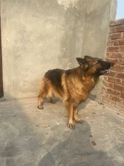German Shepherd long coat