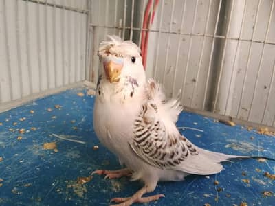 Hogoromo TCB double flower male.