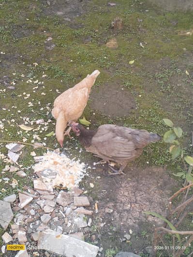 2 Desi murgi for sale price fix ha