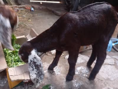4month male goat