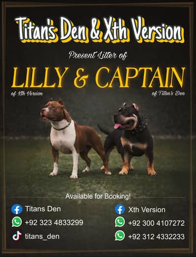 Extreme quality American bully Pups