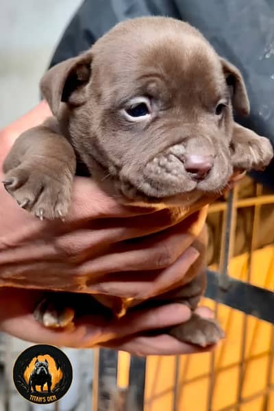 Extreme quality American bully Pups