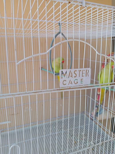 healthy and active female parrot with cage