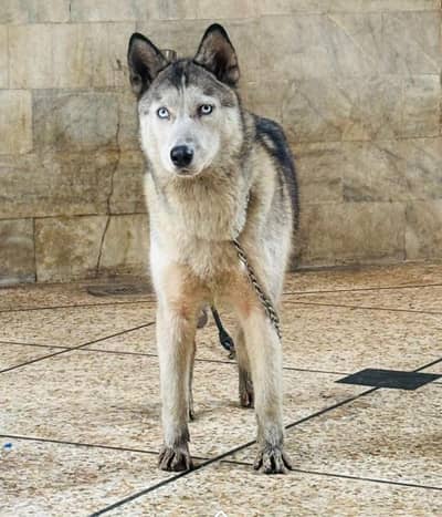 Siberian Husky female for sale