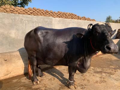 pure neli buffalo.  0306.6080844