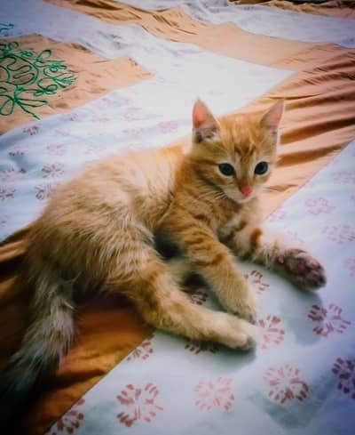 Double coated mix breed percian Cat