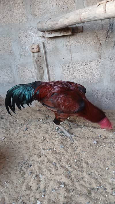 Bengum × Thai Aseel pair