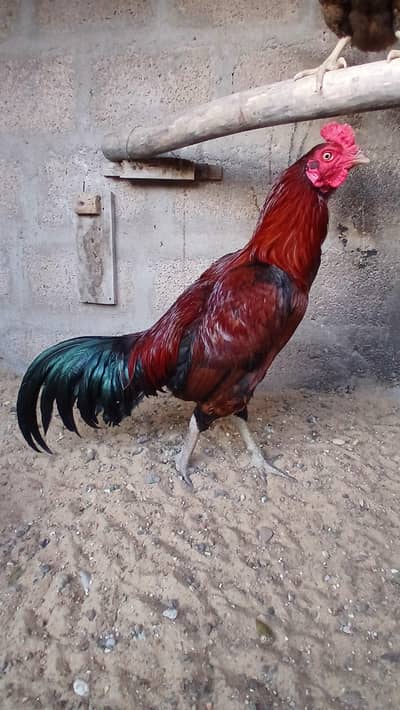 Bengum × Thai Aseel pair