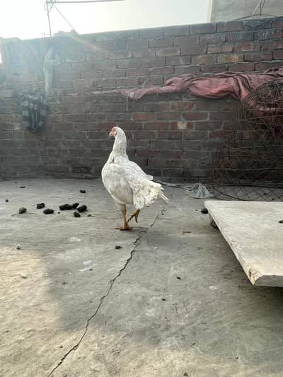 heeri female full active  ha 10 months age ha