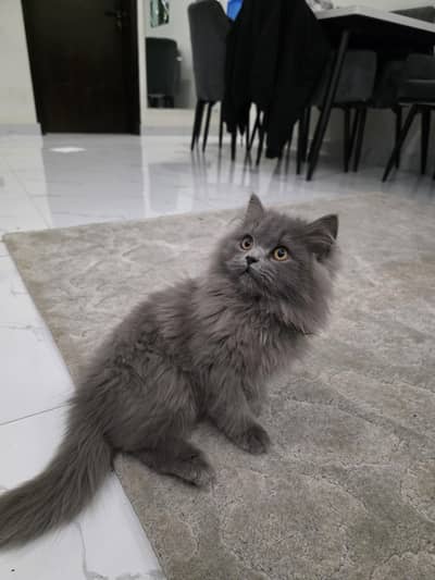 Persian triple coated