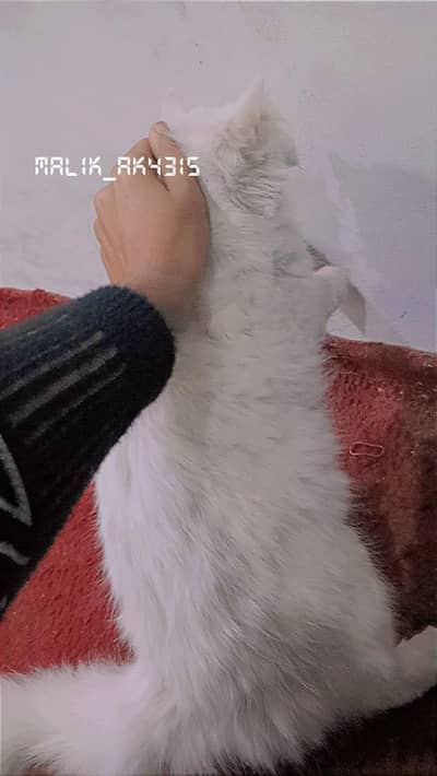 full active vaccineted full tame