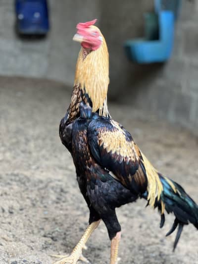 Aseel Murgha for sell