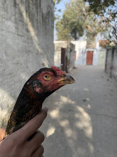 For sale Aseel female 03304534227