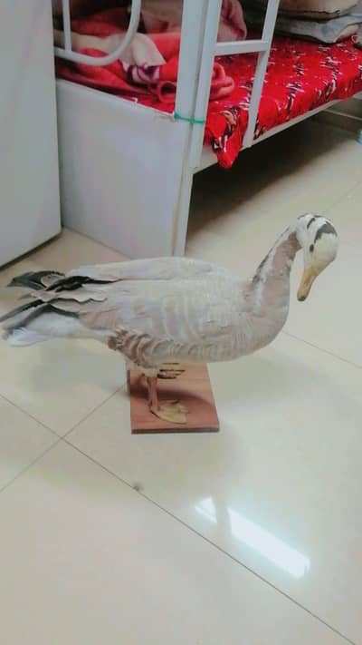 Texidermied Bar headed Goose decoration piece