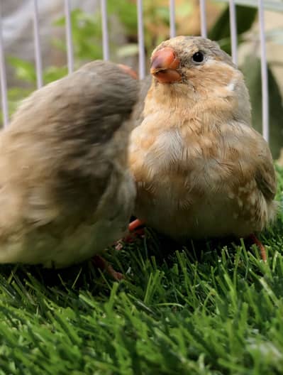 Light back full orange