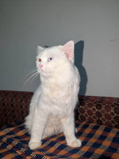 1.5 Year male Odd Eyes