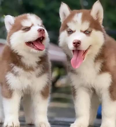 Siberian husky puppies 03425137217