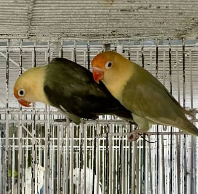 Lovebirds Fisher Fischer pale fallow pf pale fellow opaline parblue