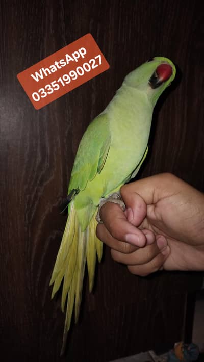 Ringneck parrot