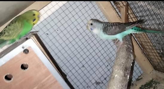 black wing and seplt black face breeder pair