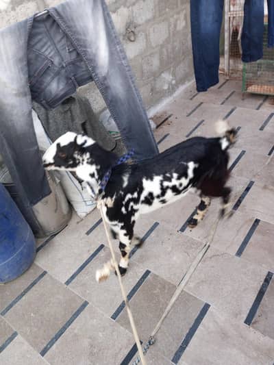 Goat Barbari Bacha Full Point