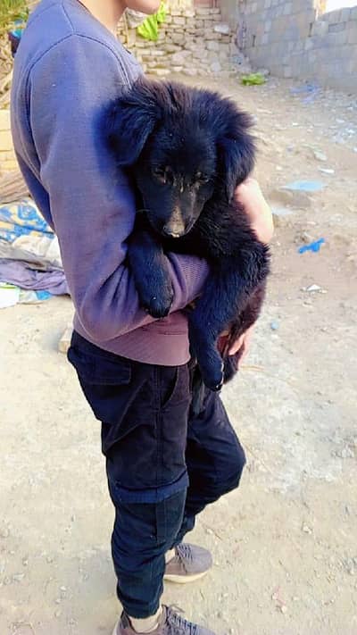 Himalayas Shepherd  also known as Bakhrwal dog   is brave,loyal.