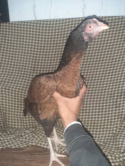 sirf shokeen hazrat ay