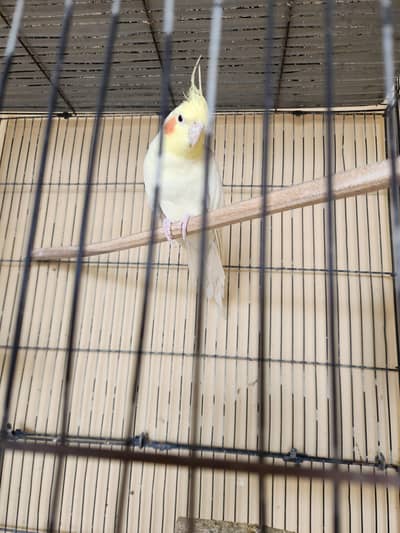 Cream Cockatiel
