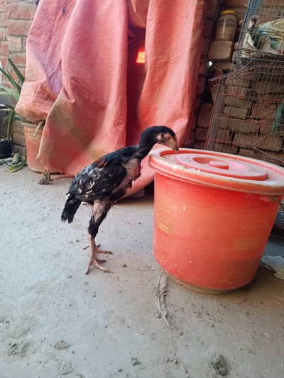 full active piece    A+blood line  total 4 piece