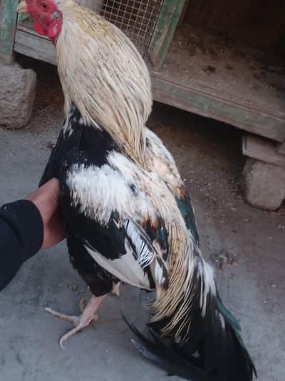 aseel java male breeder