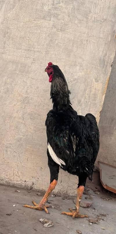 Pure110% Quality shamo king breader