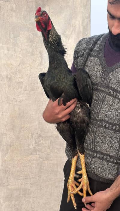 Pure110% Quality shamo king breader 32inch hight