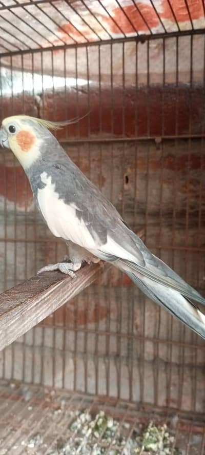 Cocktail breeder pair  Grey male common white female