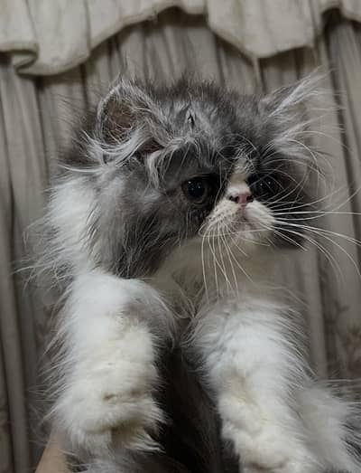 Cfa bloodline Peki Face Kittens Available