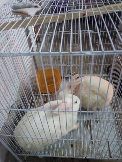 red eyes rabbit pair