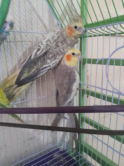 Cockatiel  breader pair
