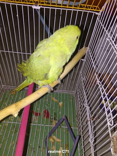 ring neck female for sale