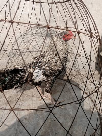 Aseel cross ptha hai