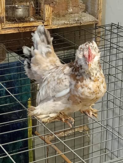 Milli Flowers Female