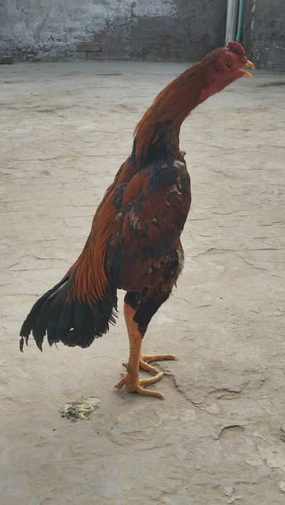 one time vinar ak eyes sy Nazar nahi ata big hite pila laka