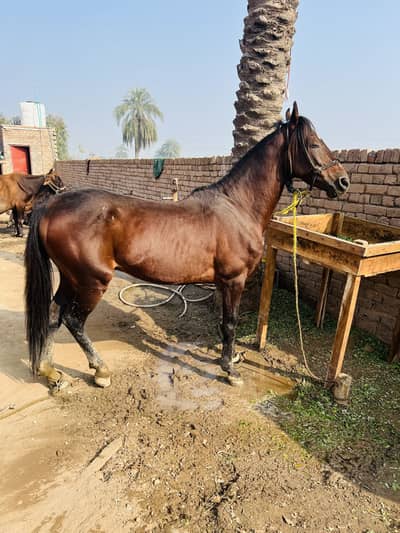 Horse neza baz for sale