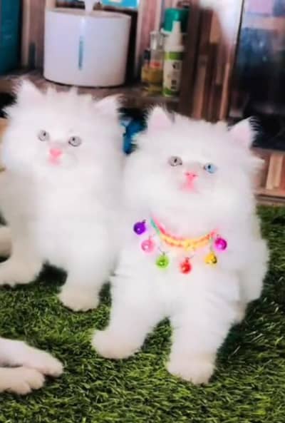 Persian  | Persian Cat | Punch Face Persian 0308=3636=156