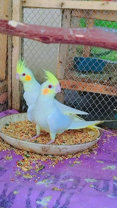 3 piece cocktail for sale