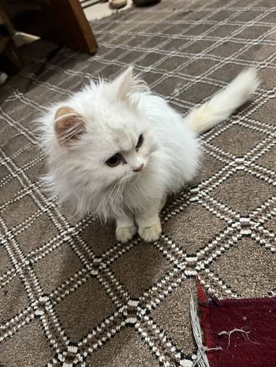 White Persian Cat for Sale