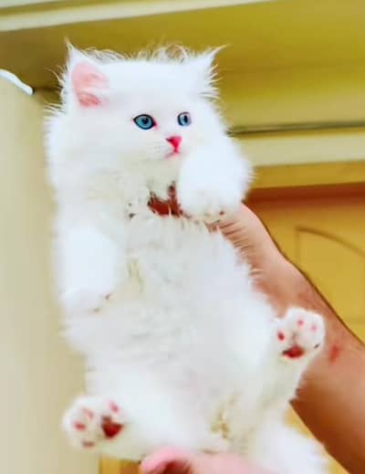 Persian  | Persian Cat | Punch Face Persian 0308=3636=156